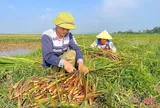 Cây ‘đẻ ra tiền’ ở Ninh Bình, trồng nhàn nhưng lợi nhuận gấp 4 lần lúa, vừa lên sạp thương lái đã tranh nhau mua