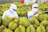 Khơi thông điểm nghẽn kiểm nghiệm, xuất khẩu sầu riêng thông suốt trở lại