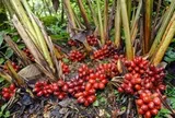 Thứ quả 'trời cho' mọc đầy dưới tán rừng Việt Nam, nay thành 'mỏ vàng' giá gần 300.000 đồng/kg khiến thương lái săn lùng