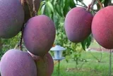Loại quả ‘trứng của mặt trời’ vừa được đấu giá hơn 16 triệu đồng/cặp tại một quốc gia châu Á, Việt Nam vừa trồng thành công tại TP HCM