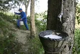 Một nguyên liệu thiết yếu cho ngành ô tô bất ngờ tăng giá mạnh nhất 8 năm: Việt Nam đứng thứ 3 thế giới về sản lượng nhưng chưa phải quốc gia hưởng lợi nhất