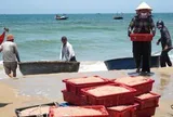 Ruốc xuất hiện dày đặc, ngư dân Đà Nẵng 'bỏ túi' bạc triệu sau vài giờ vươn khơi