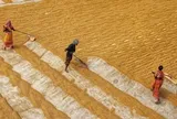 Vừa dỡ lệnh cấm nhập khẩu, ông trùm mua gạo lớn nhất thế giới có lại động thái mới