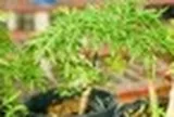Lợi ích khi trồng cây đinh lăng