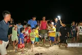 Về nơi "dựng nhà, đỡ đẻ" cho rùa biển