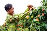 Khóc, cười mùa vải thiều Bắc Ninh