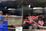 Phát hiện hơn 4 tấn da trâu, bò bốc mùi trên đường về Hà Nội tiêu thụ