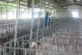 Giá heo hơi hôm nay, 27-5: Tăng giảm thất thường