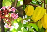 Hiện tượng cây khế nở hoa