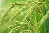 Vượt Trung Quốc, một quốc gia châu Á vừa trở thành nhà sản xuất gạo lớn nhất thế giới, sản lượng kỷ lục 154 triệu tấn