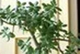 3 loại cây đặt trong nhà có thể sống trăm năm: Được xem như "báu vật" để lại cho con cháu