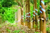 Cổ phiếu Cao su Phước Hòa (PHR) được kỳ vọng vượt đỉnh lịch sử, động lực đến từ đâu?