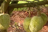 “Thủ phủ sầu riêng” mới rộng lớn bậc nhất Đông Nam Bộ vào vụ thu hoạch