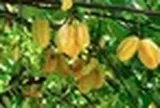 Vì sao người xưa thường trồng cây khế trong sân nhà?