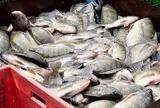 Một quốc gia chi hàng chục triệu USD mua cá rô phi Việt Nam bất ngờ tính 'đóng cửa'