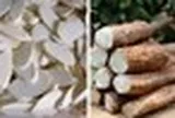 Tác dụng của củ hoài sơn tươi với sức khỏe