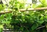 3 lý do vì sao bạn nên trồng cây thiên lý trước nhà