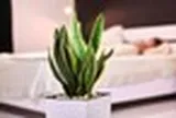 4 vị trí nên tránh khi đặt cây lưỡi hổ trong nhà