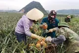 Nông dân Thanh Hóa thắt ruột gan khi dứa chín rục giá rẻ như bèo, lên Hà Nội lại 40.000 đồng/kg