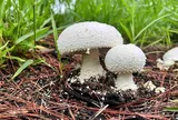 Hái cây "lạ" đẹp mắt về ăn, người đàn ông tử vong