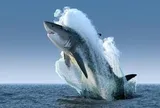 Chuyên gia: Rủi ro hạ nhiệt, một nhóm cổ phiếu phát tín hiệu "dẫn sóng" giai đoạn tới