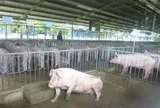 Giá heo hơi hôm nay, 18-6: Khu vực phía Nam đi xuống