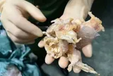 Triệt phá đường dây tuồn hơn 10.000 tấn chân gà vùng dịch ra thị trường