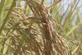 Phát minh của Trung Quốc làm rung chuyển ngành lương thực: Tạo ra giống lúa ‘trường thọ’ thu hoạch nhiều lần liên tiếp, tuổi thọ cây trên 2 năm
