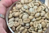 Giá cà phê hôm nay 23-6: Thu hoạch rộ ở Brazil, giá quay đầu giảm