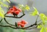 Người xưa có câu "Cây dữ rước họa": 3 loại cây tránh trồng sát nhà