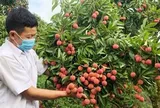 Bắc Ninh thu gần 6.000 tỷ đồng từ vải thiều