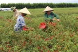 Không phải sầu riêng hay cà phê, đây mới là loại quả trồng phủ kín làng quê đang âm thầm mang về hàng chục triệu USD từ xuất khẩu