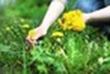 Phát hiện khả năng "tiêu diệt" tế bào ung thư cực đỉnh của loại rau mọc dại đầy Việt Nam