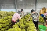 Vì sao sầu riêng giảm giá đồng loạt?