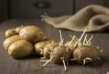 Cả gia đình nhập viện sau bữa canh khoai tây, cụ bà 69 tuổi tử vong nghi do độc tố trong củ mọc mầm