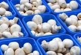 Phát minh của Trung Quốc làm rung chuyển ngành thực phẩm: Tạo nguồn protein từ nấm biến đổi gen, vị giống thịt, sản xuất nhanh hơn 88%