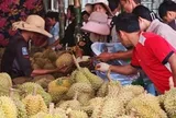 Chưa kịp mừng vì xuất khẩu sang Trung Quốc tăng mạnh, sầu riêng Campuchia lại gặp sóng gió