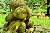 Nỗi lo mất thị trường tỷ dân: Sầu riêng nước láng giềng đối diện làn sóng gian lận xuất xứ