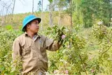 Hai lần khởi nghiệp trắng tay, đổi đời nhờ loài cây mọc dại