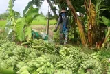 Không phải sầu riêng, thứ quả bình dân này đang khiến các tỷ phú Việt rót hàng chục nghìn hecta đất để 'kéo' thị phần