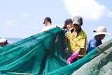 Nhà thùng nước mắm Phú Quốc gặp khó vì thiếu cá cơm