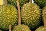 Hai quốc gia tỷ dân báo tin vui hiếm có đến sầu riêng Việt Nam
