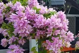 5 lý do nên trồng một cây hoa giấy trong nhà