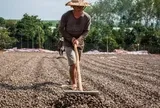 'Vàng treo trên cây' giúp Việt Nam xuất khẩu bỏ xa thế giới: Trung Quốc thừa nhận 'ăn đứt' hàng nội, thu về gần 3 tỷ USD từ đầu năm