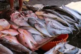 Mỹ đánh giá 6 loại cá "ngậm" nhiều thủy ngân bậc nhất