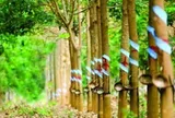 Cao su Phước Hòa (PHR) sắp chi 190 tỷ đồng trả cổ tức, thưởng cổ phiếu tỷ lệ 80%