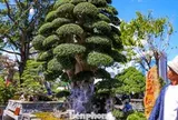 Cây duối cổ trăm tuổi khoe dáng ở phố biển Gia Lai