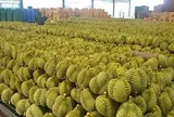Sở hữu giống sầu riêng ngon nhất thế giới, một đối thủ tại Đông Nam Á liên tiếp đón tin dữ: Thừa nhận đang bị Thái Lan, Việt Nam vượt mặt