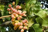 Không sở hữu vùng trồng thương mại nào đáng kể, Việt Nam vẫn thu về hàng trăm triệu USD từ một loại hạt đang khan hiếm trên toàn cầu