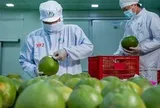 Bức tranh nhiều điểm sáng của xuất khẩu nông sản